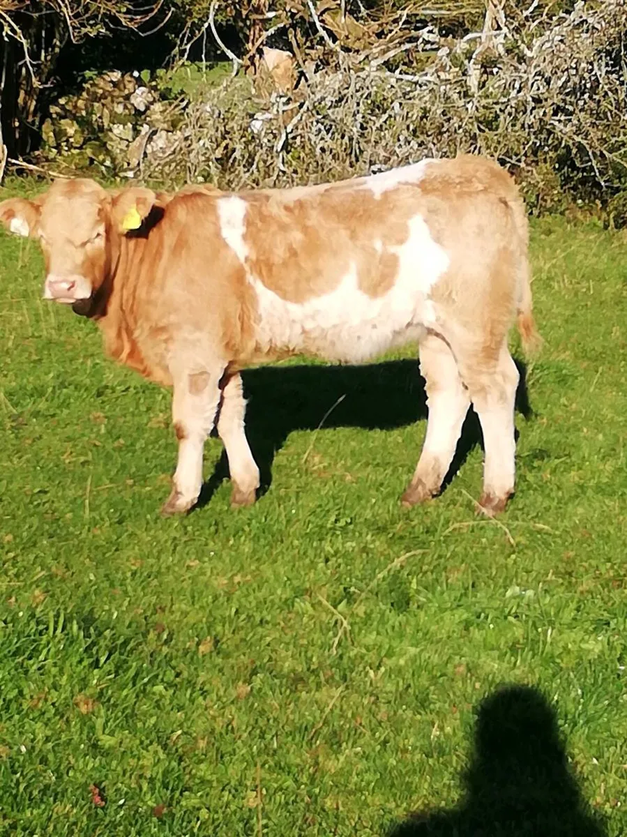 Heifer WEANLINGS Gort Mart 22nd Oct - Image 4