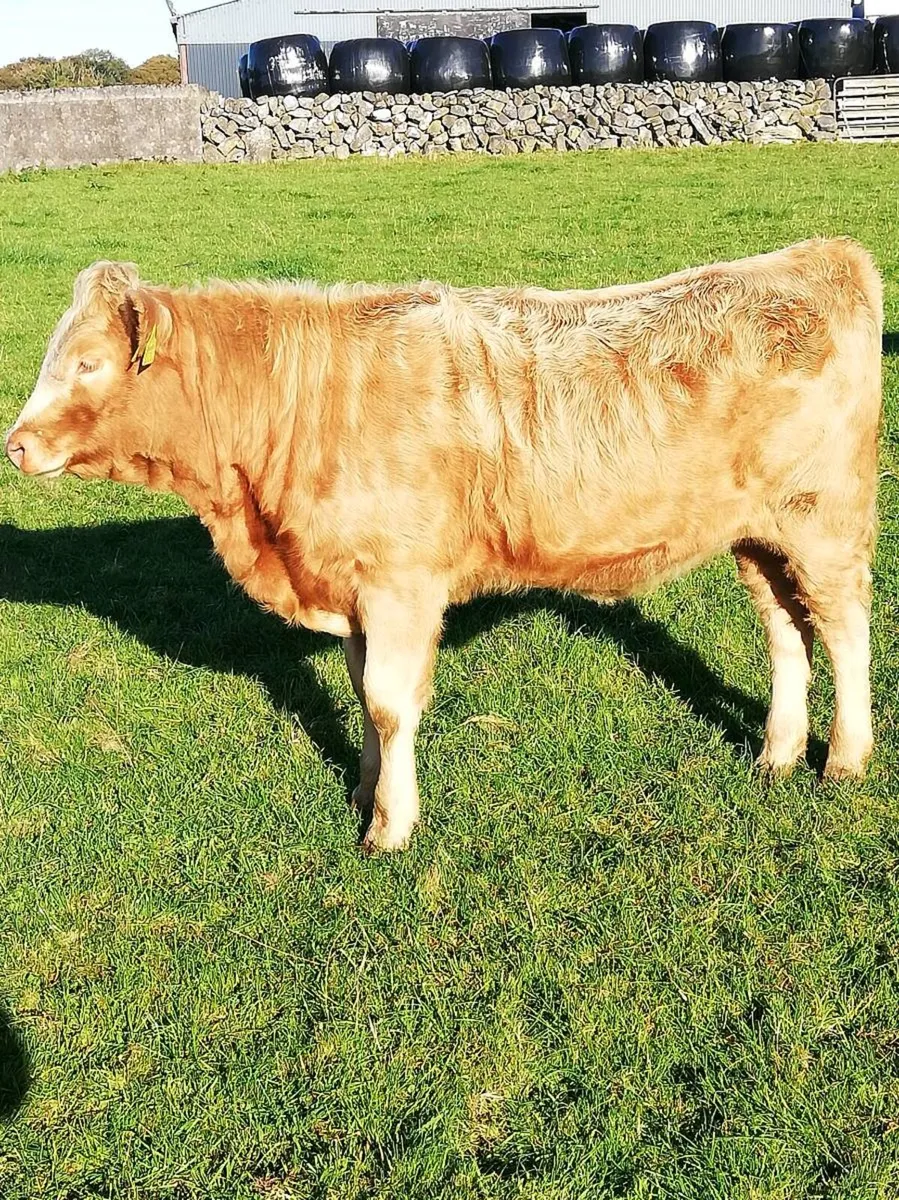 Chx Heifer WEANLINGS - Image 4
