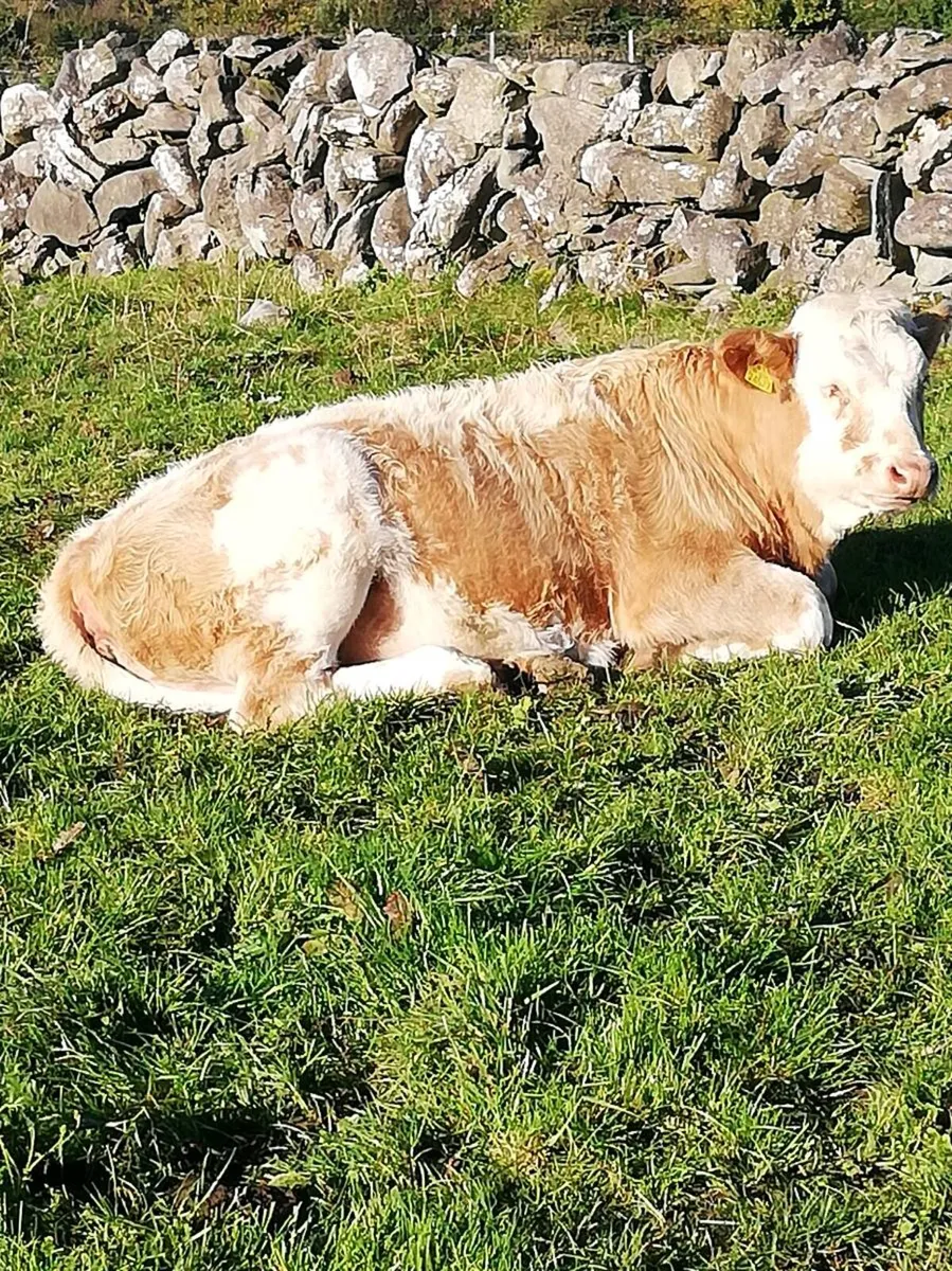 Chx Heifer WEANLINGS - Image 2
