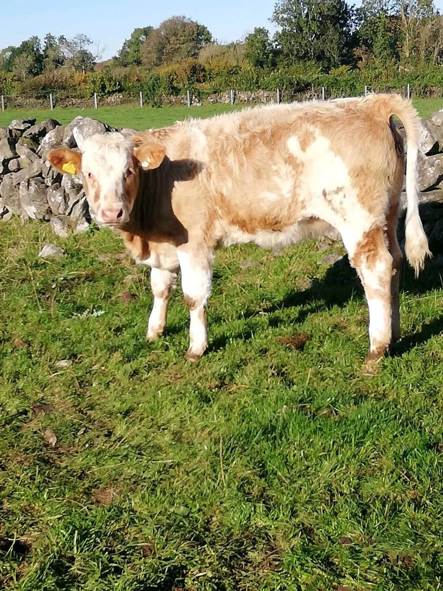 Chx Heifer WEANLINGS - Image 1