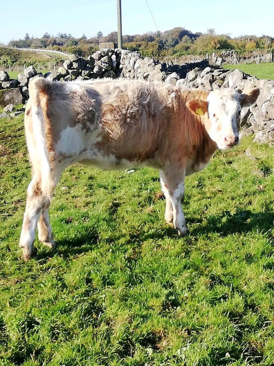 Chx Heifer WEANLINGS - Image 3