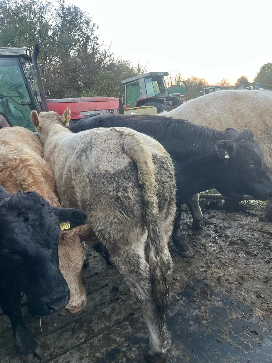 Limo & Charolais bullocks - Image 3