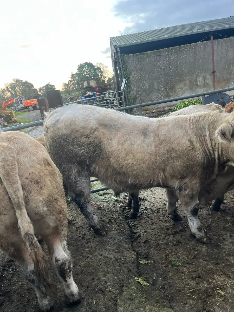 Limo & Charolais bullocks - Image 4