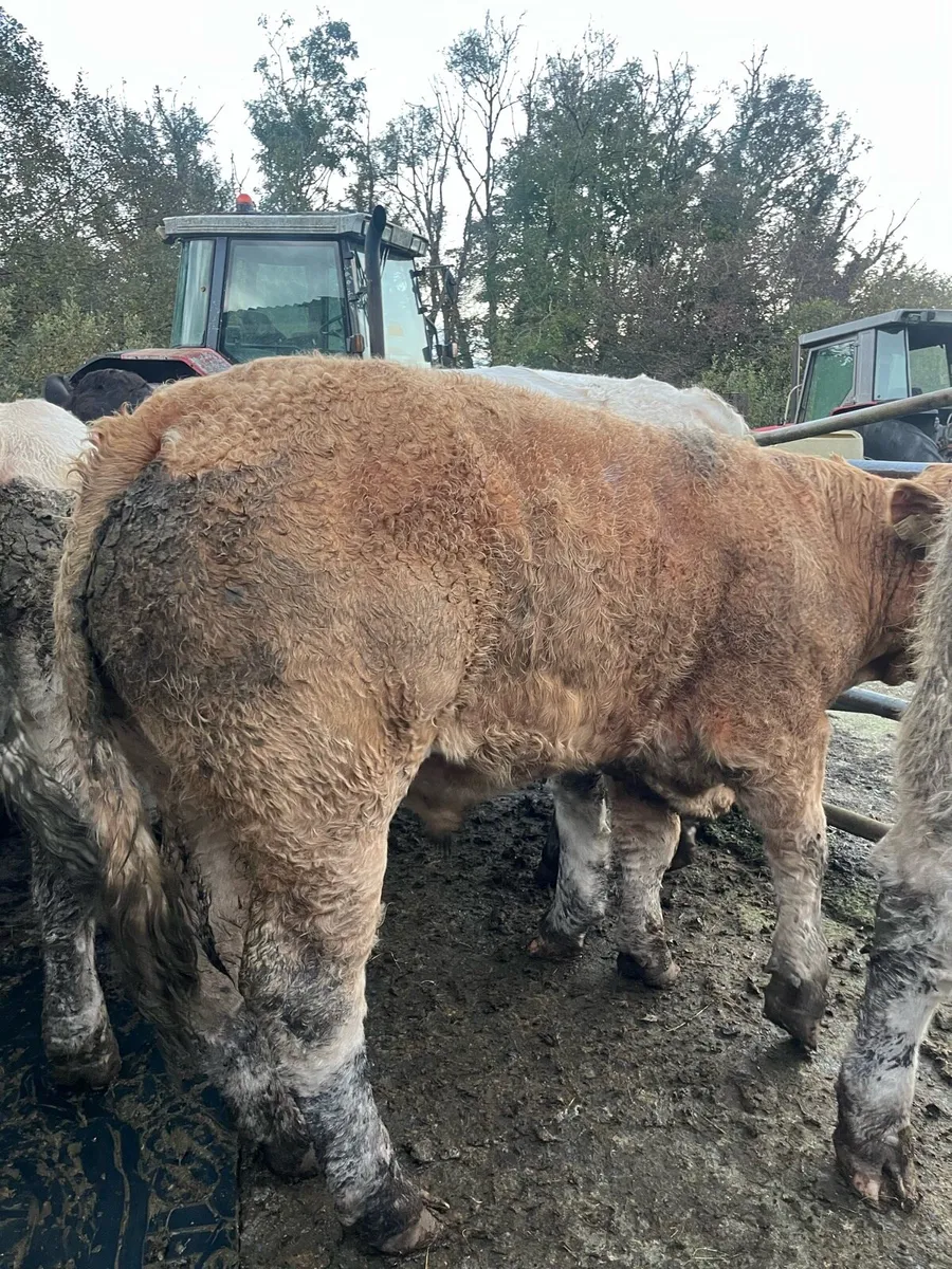 Limo & Charolais heifers - Image 3
