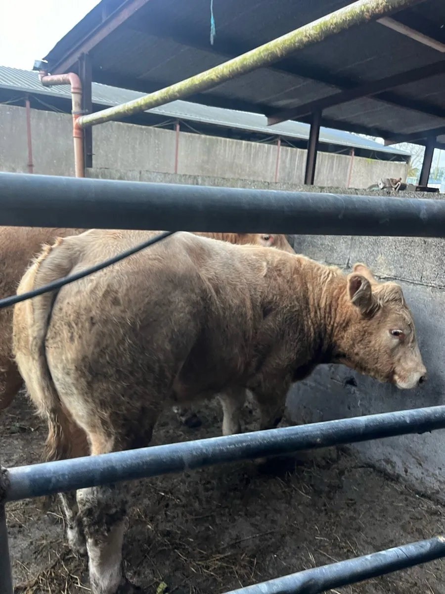 Limo & Charolais heifers - Image 4