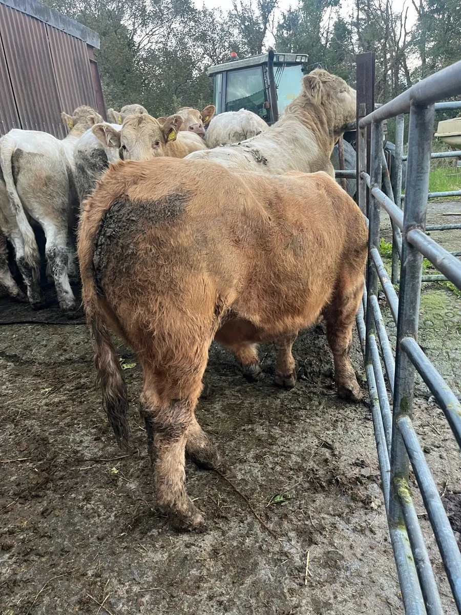 Limo & Charolais bullocks - Image 1