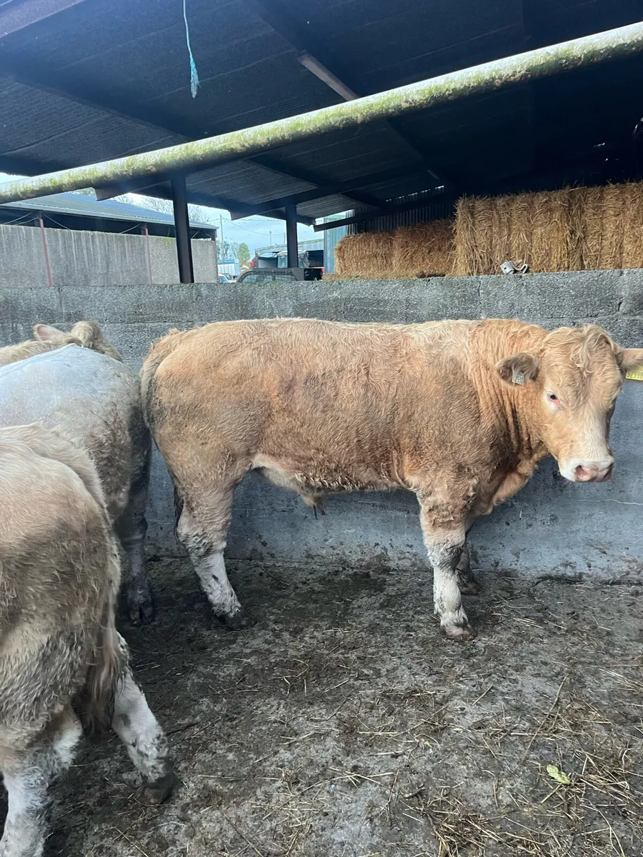 Limo & Charolais bullocks - Image 2