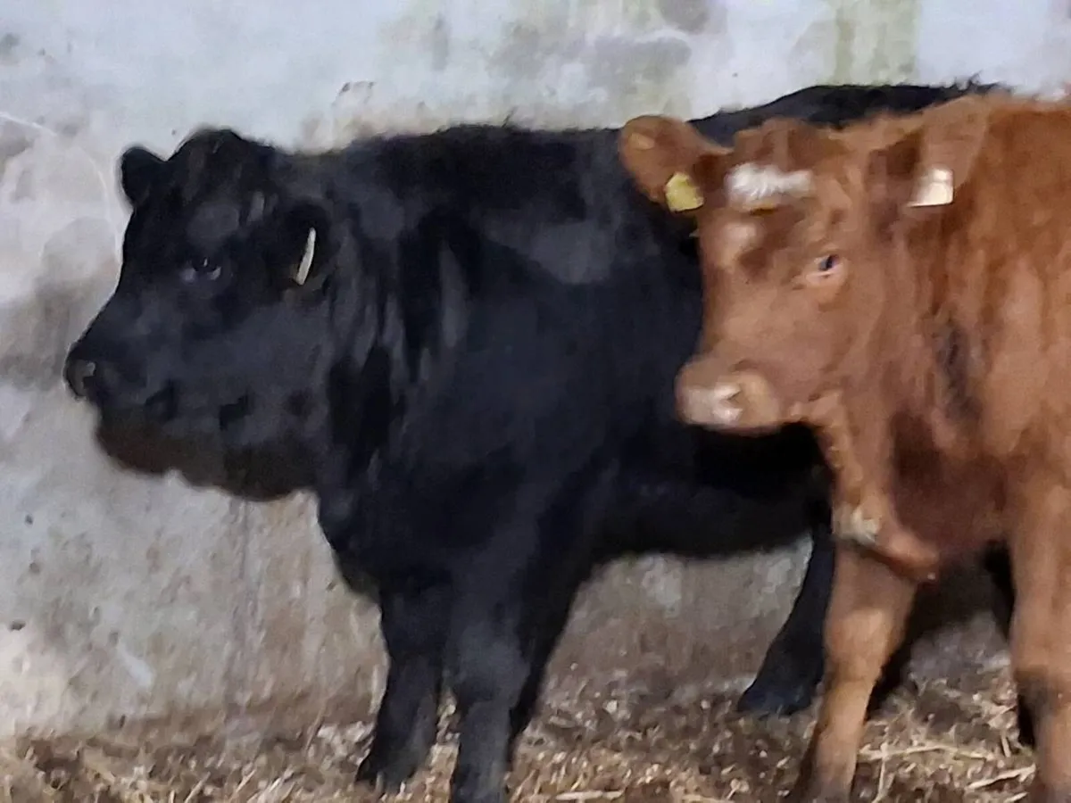 2 Limousin Weanling Heifers - Image 2