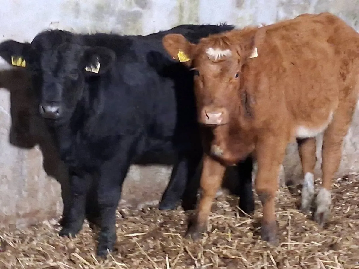 2 Limousin Weanling Heifers - Image 1