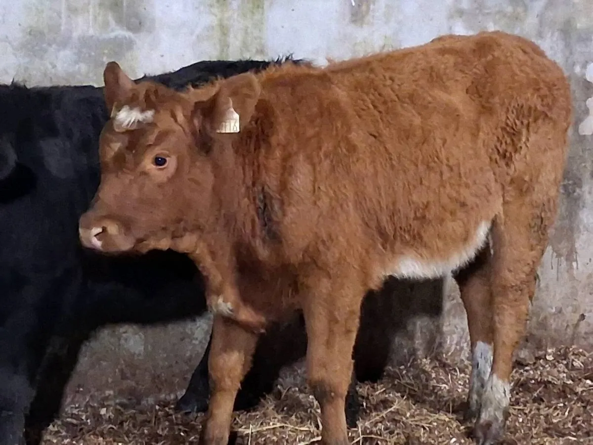 2 Limousin Weanling Heifers - Image 3