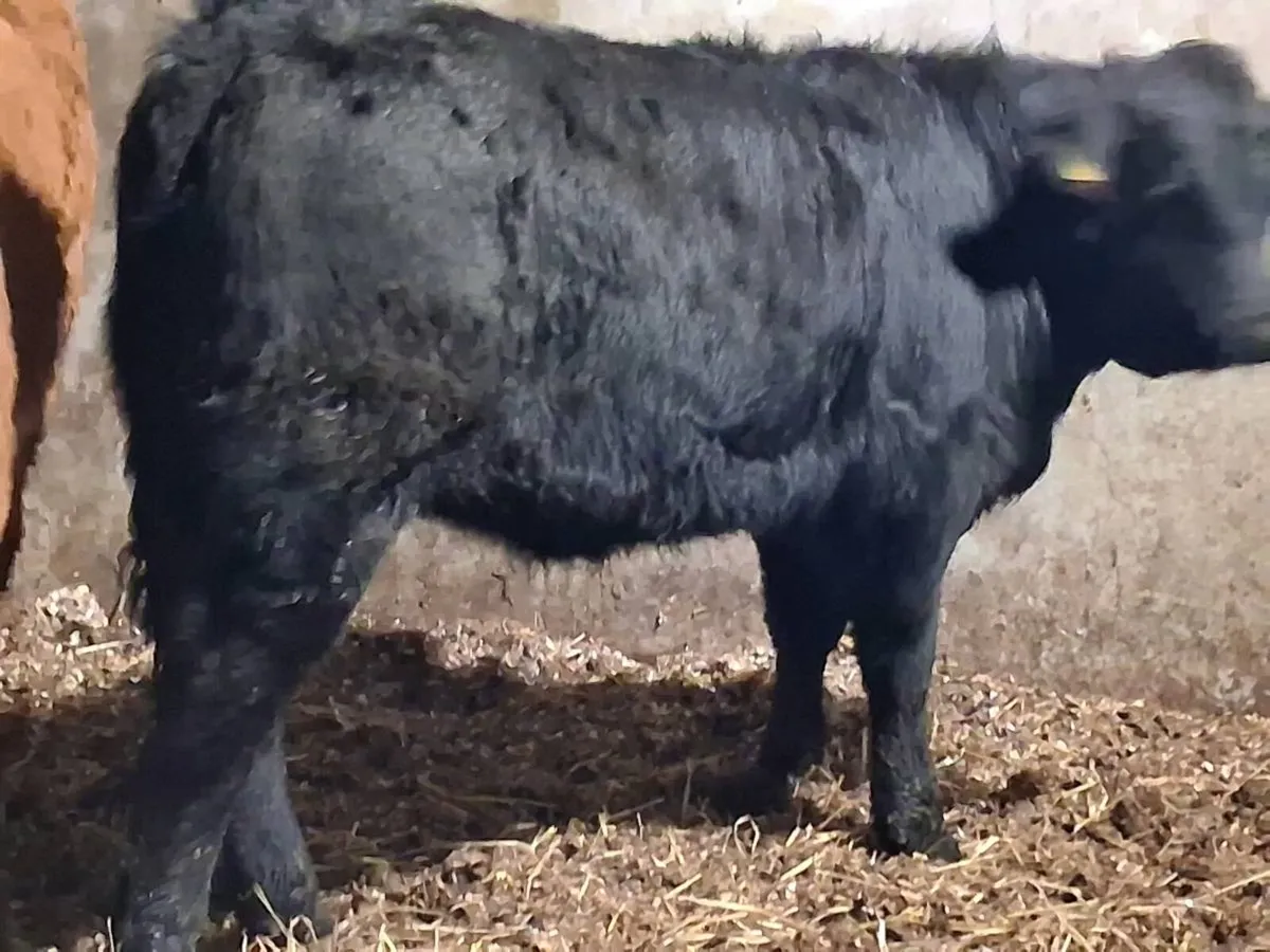 2 Limousin Weanling Heifers - Image 4