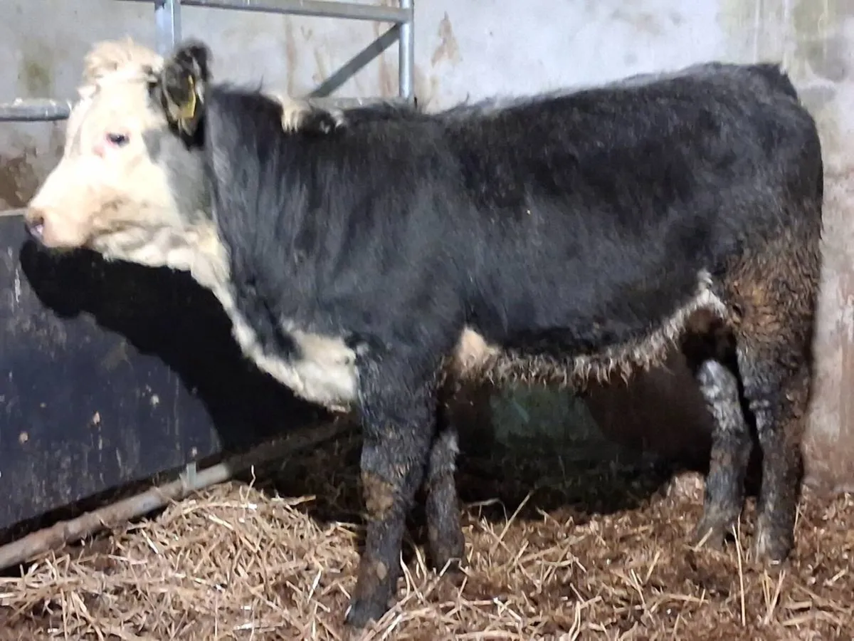 Blue Grey Whitehead Limousin Weanling Heifer - Image 3