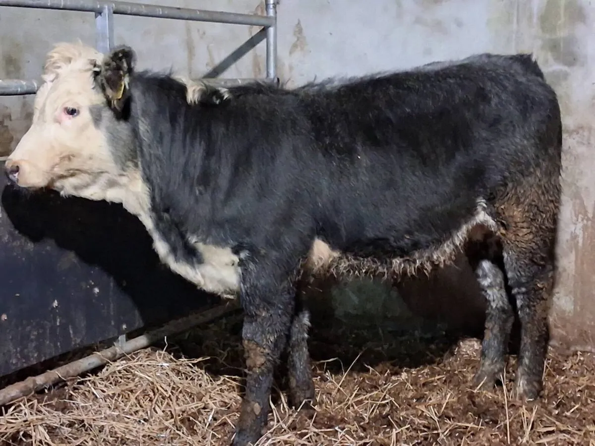 Blue Grey Whitehead Limousin Weanling Heifer - Image 2