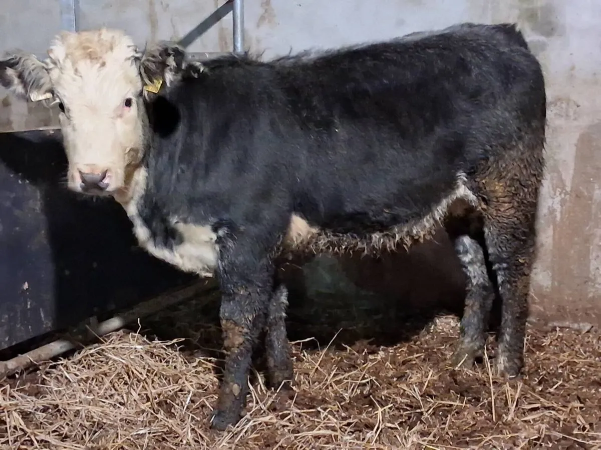Blue Grey Whitehead Limousin Weanling Heifer - Image 4