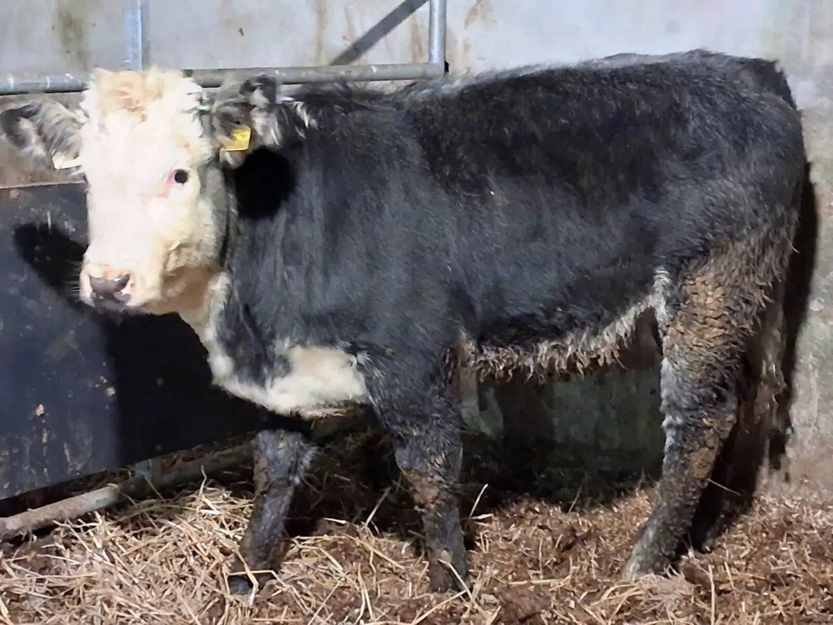 Blue Grey Whitehead Limousin Weanling Heifer - Image 1