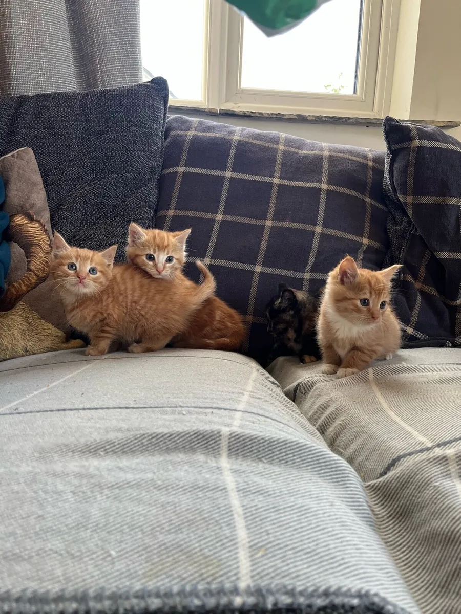 Fluffy kittens for sale - Image 2