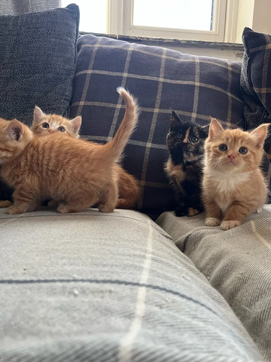 Fluffy kittens for sale - Image 3