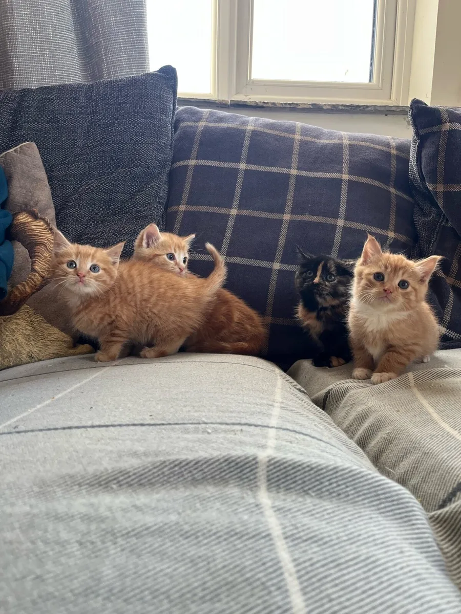 Fluffy kittens for sale - Image 1