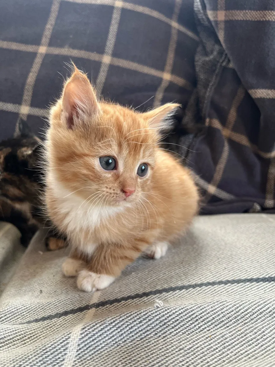 Fluffy kittens for sale - Image 4