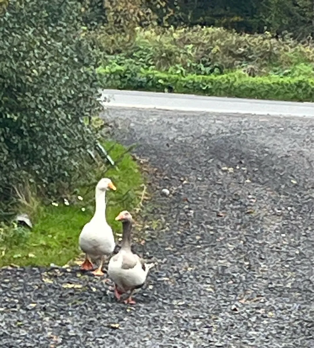 Pair of Breeding Geese - Image 4