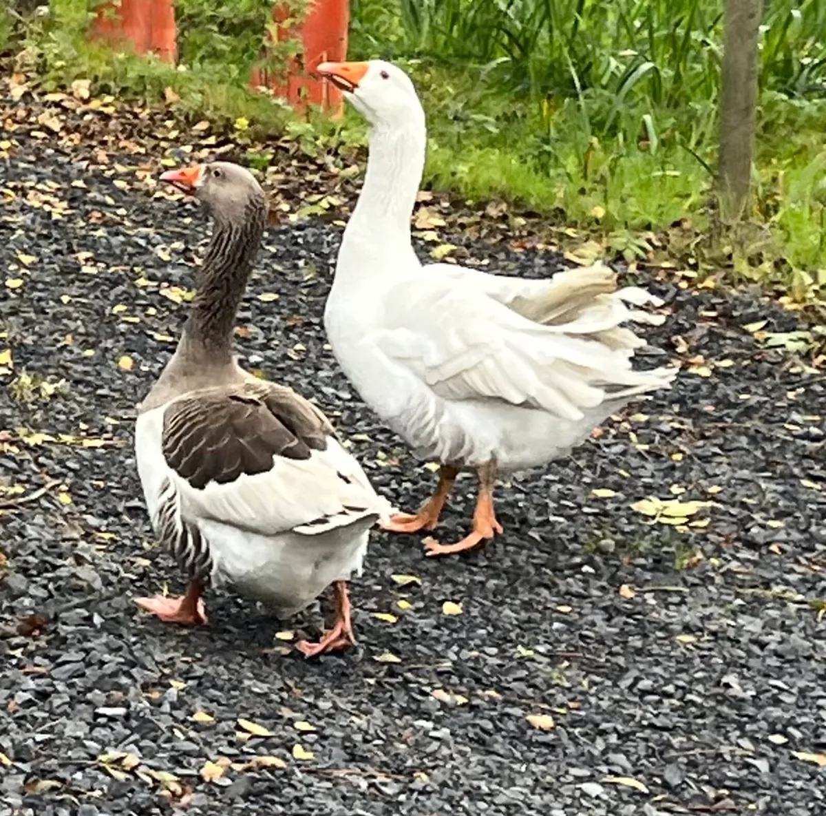 Pair of Breeding Geese - Image 3