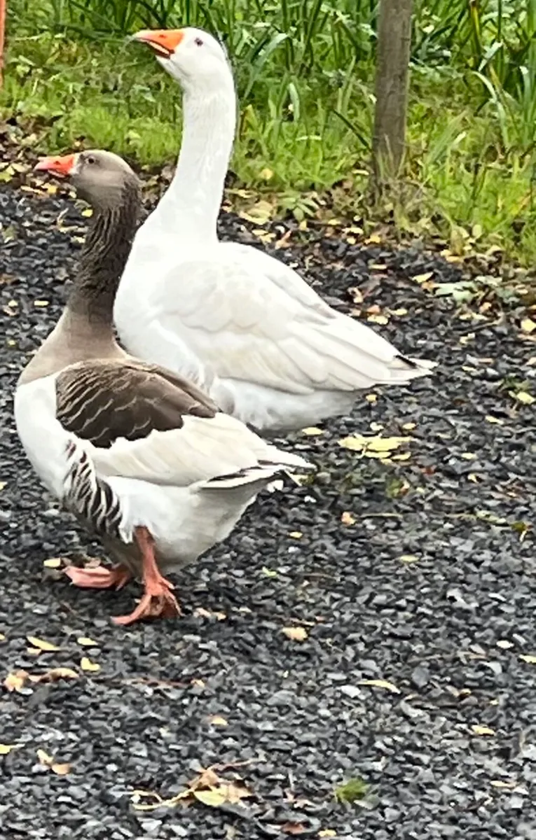 Pair of Breeding Geese - Image 1
