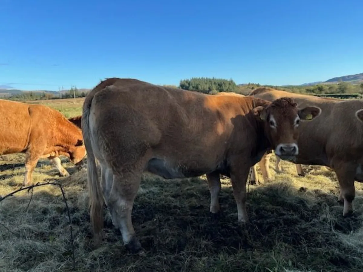 Cows - Image 3
