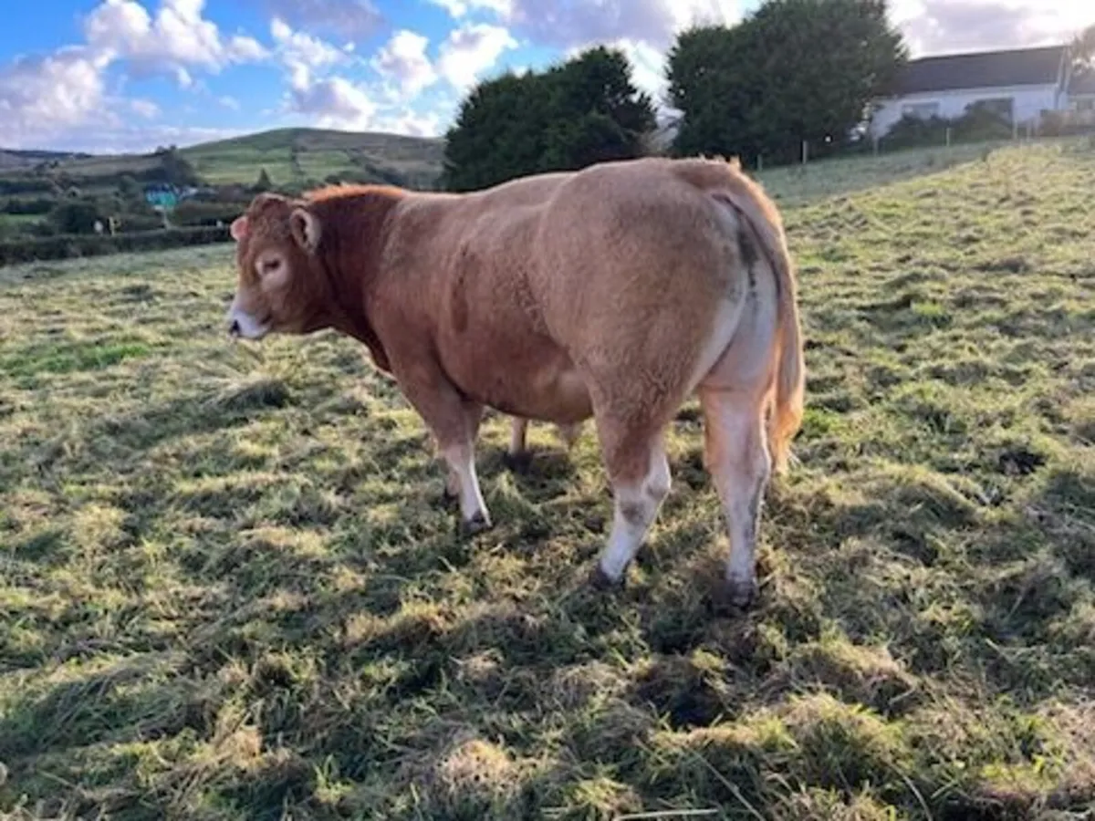 Cows - Image 4
