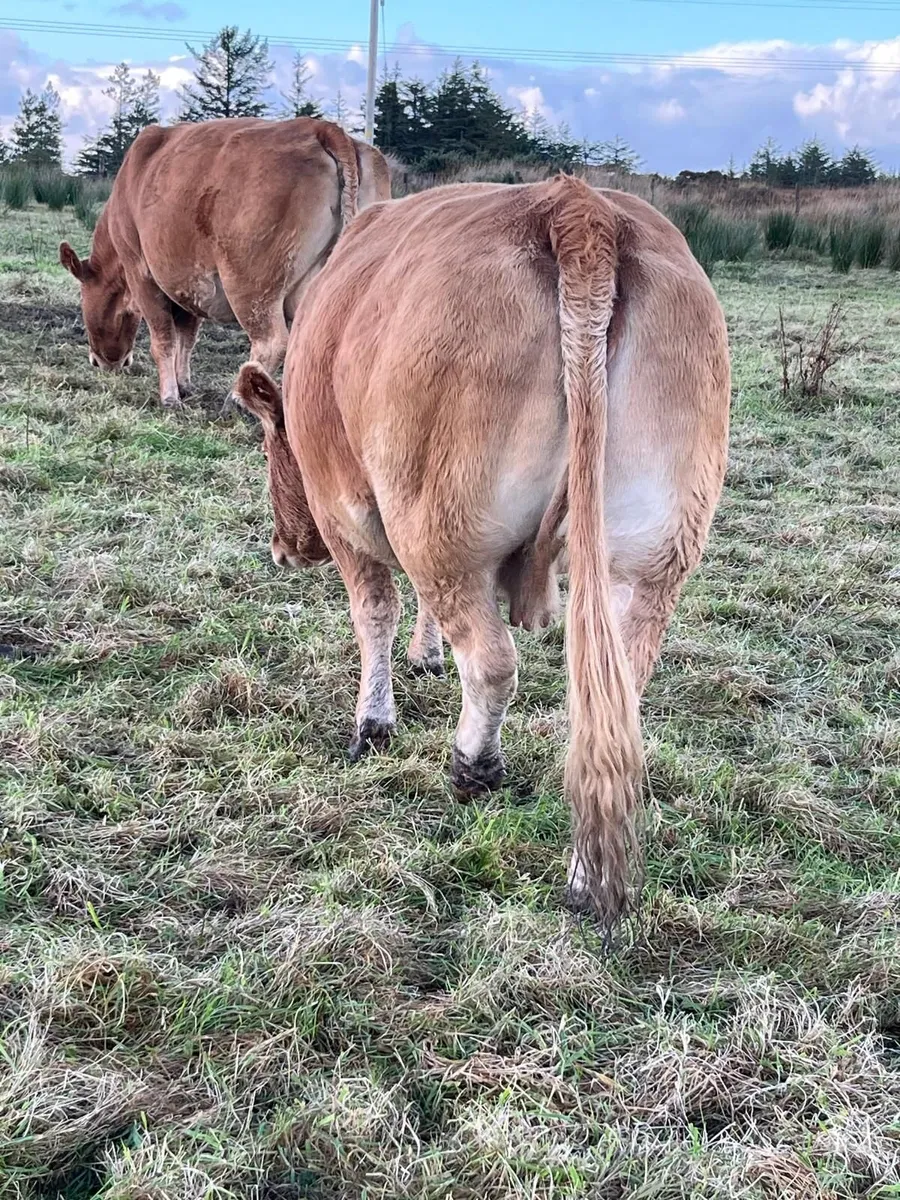 Cows - Image 2