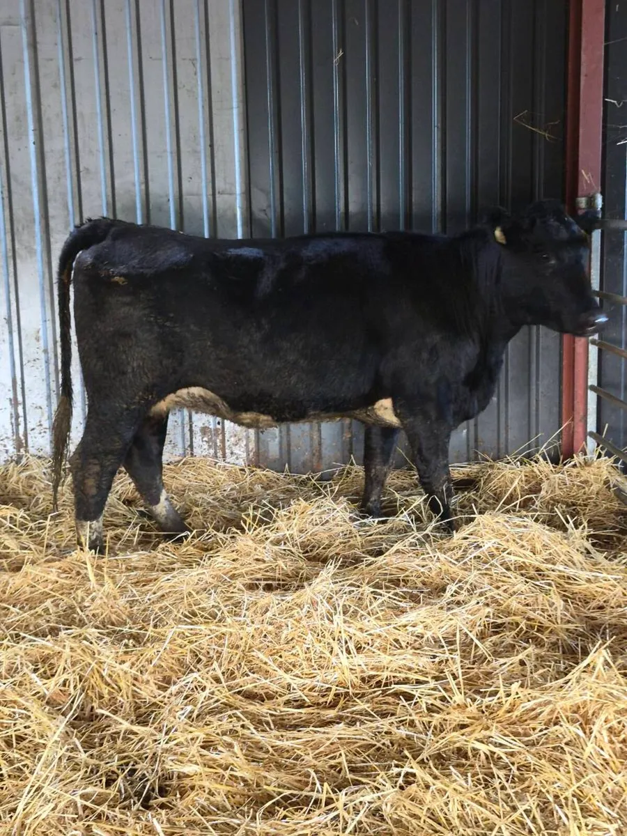 Angus incalf heifer - Image 1