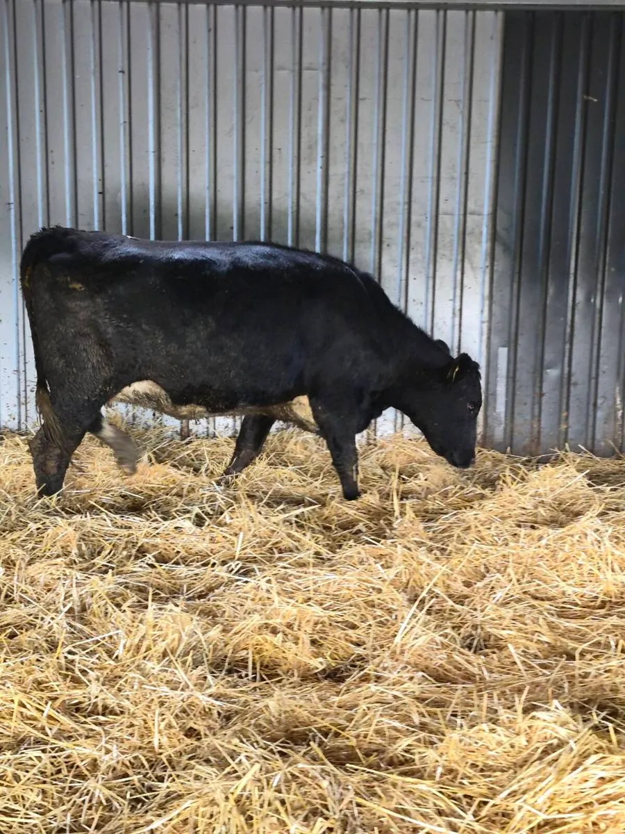 Angus incalf heifer - Image 2