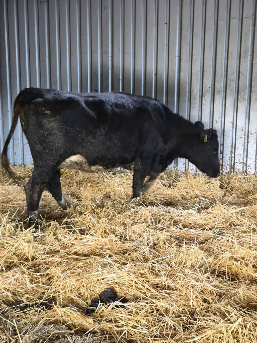 Angus incalf heifer - Image 3