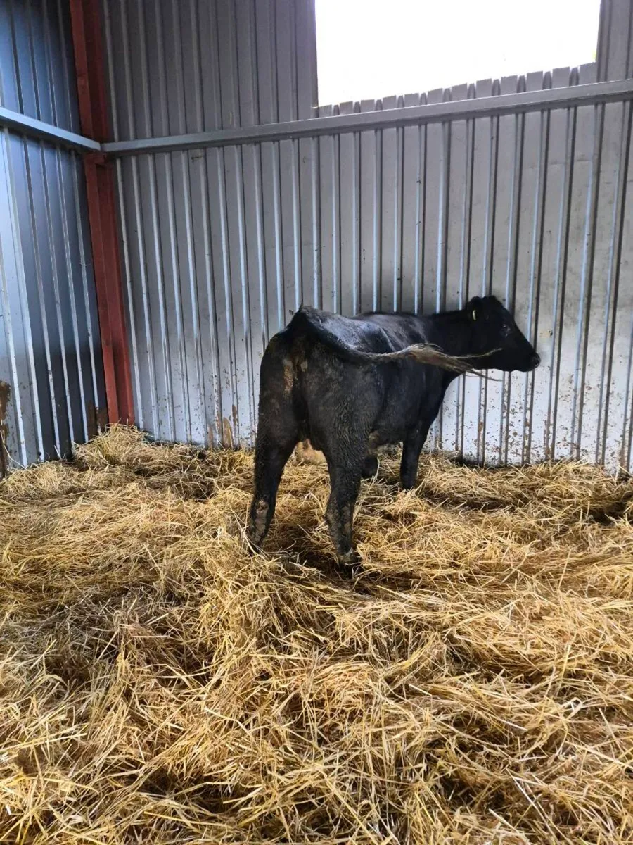 Angus incalf heifer - Image 4
