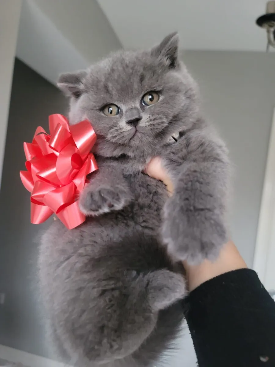 Purebred British Shorthair kittens - Image 1