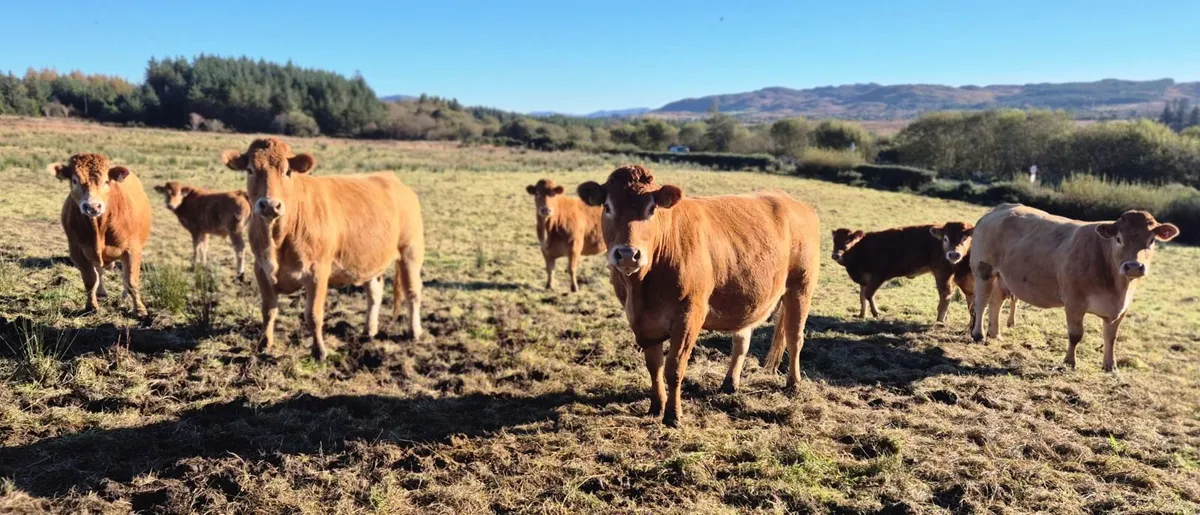 Cows - Image 1
