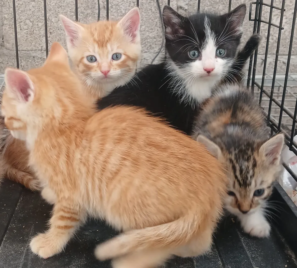 Kittens - Image 1