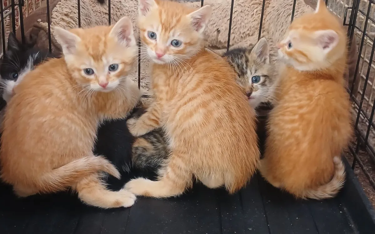 Kittens - Image 2