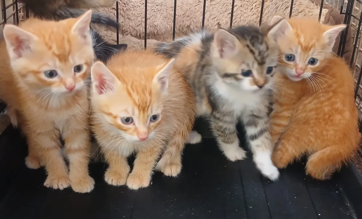 Kittens - Image 3