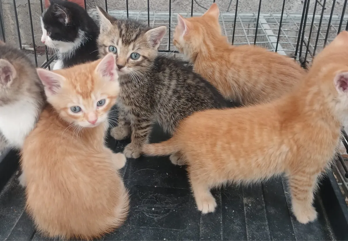 Kittens - Image 4