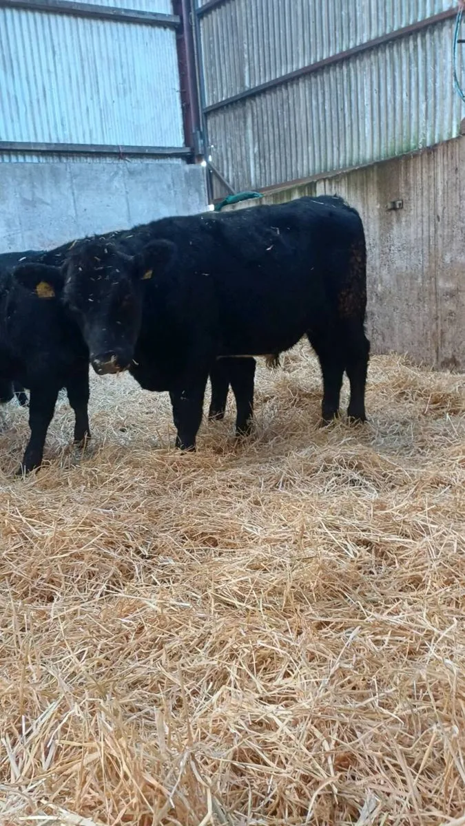 9 super angus bulls - Image 1
