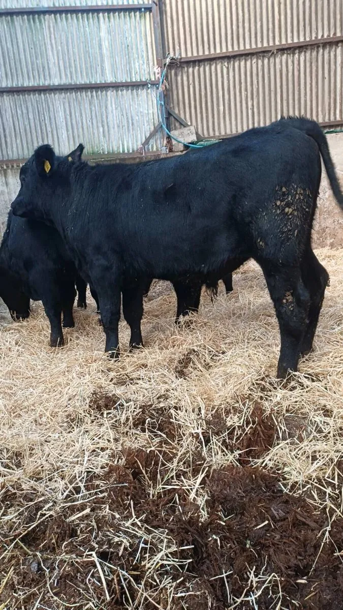 9 super angus bulls - Image 2