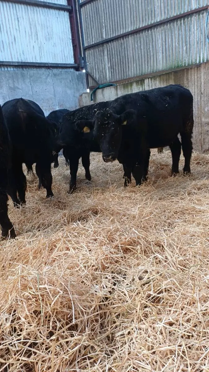 9 super angus bulls - Image 3