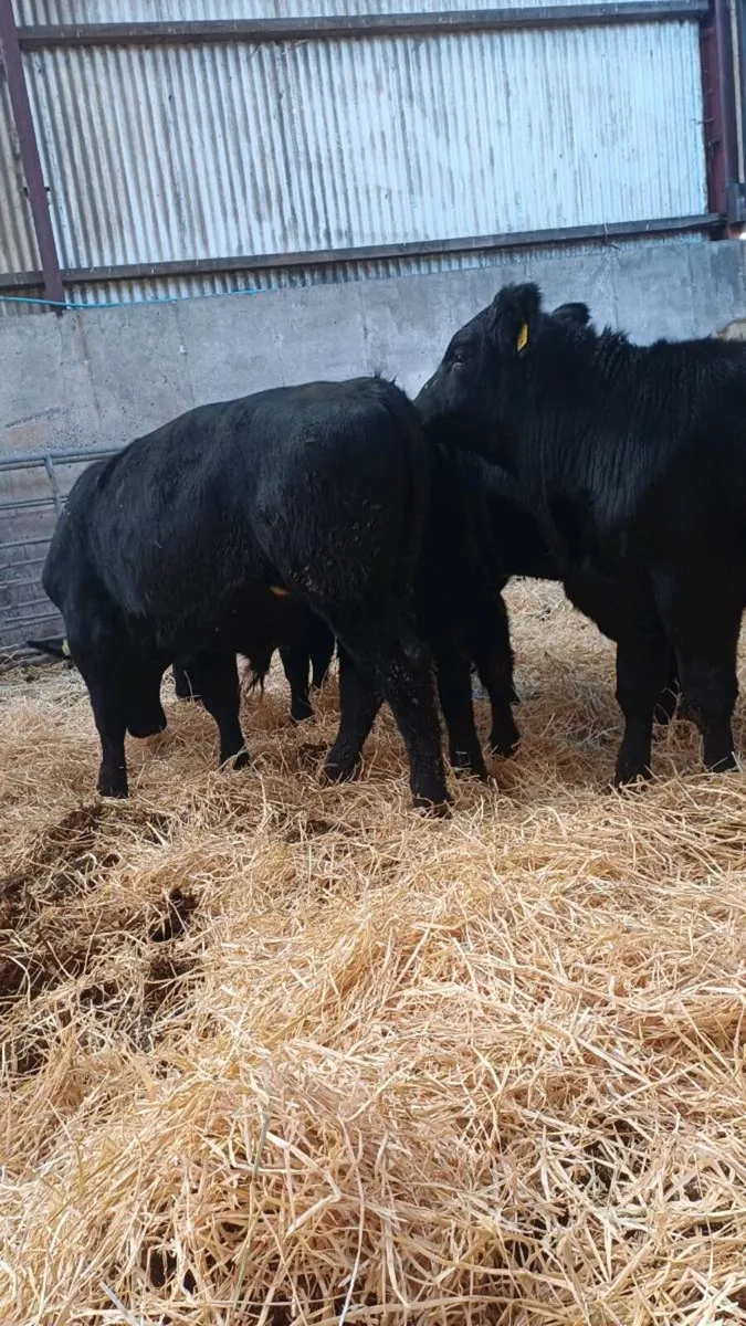 9 super angus bulls - Image 4