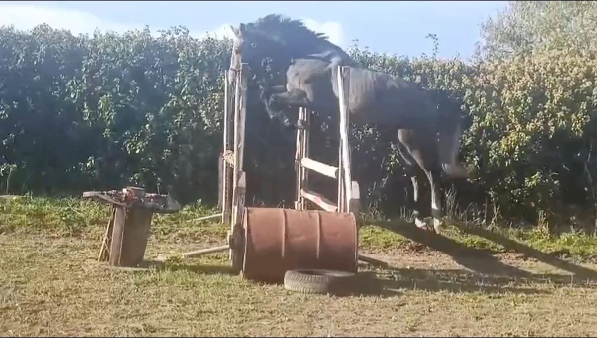 Sport Horse