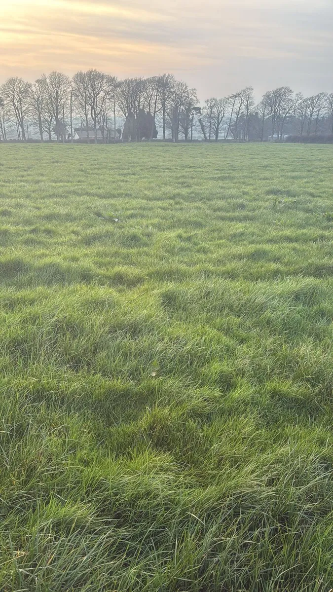 Grazing