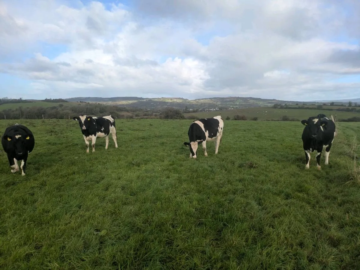 Fresian Heifers - Image 2