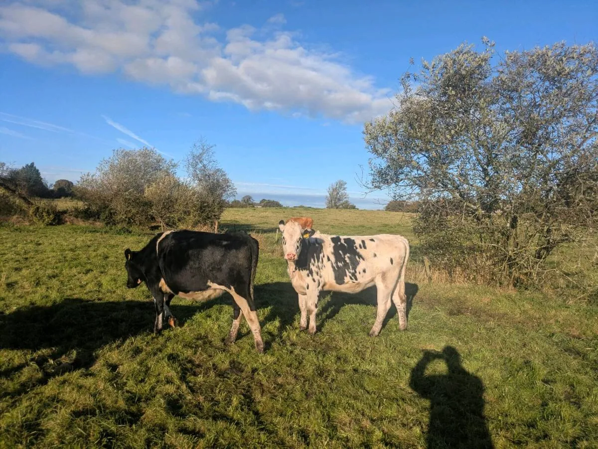Fresian Heifers - Image 3