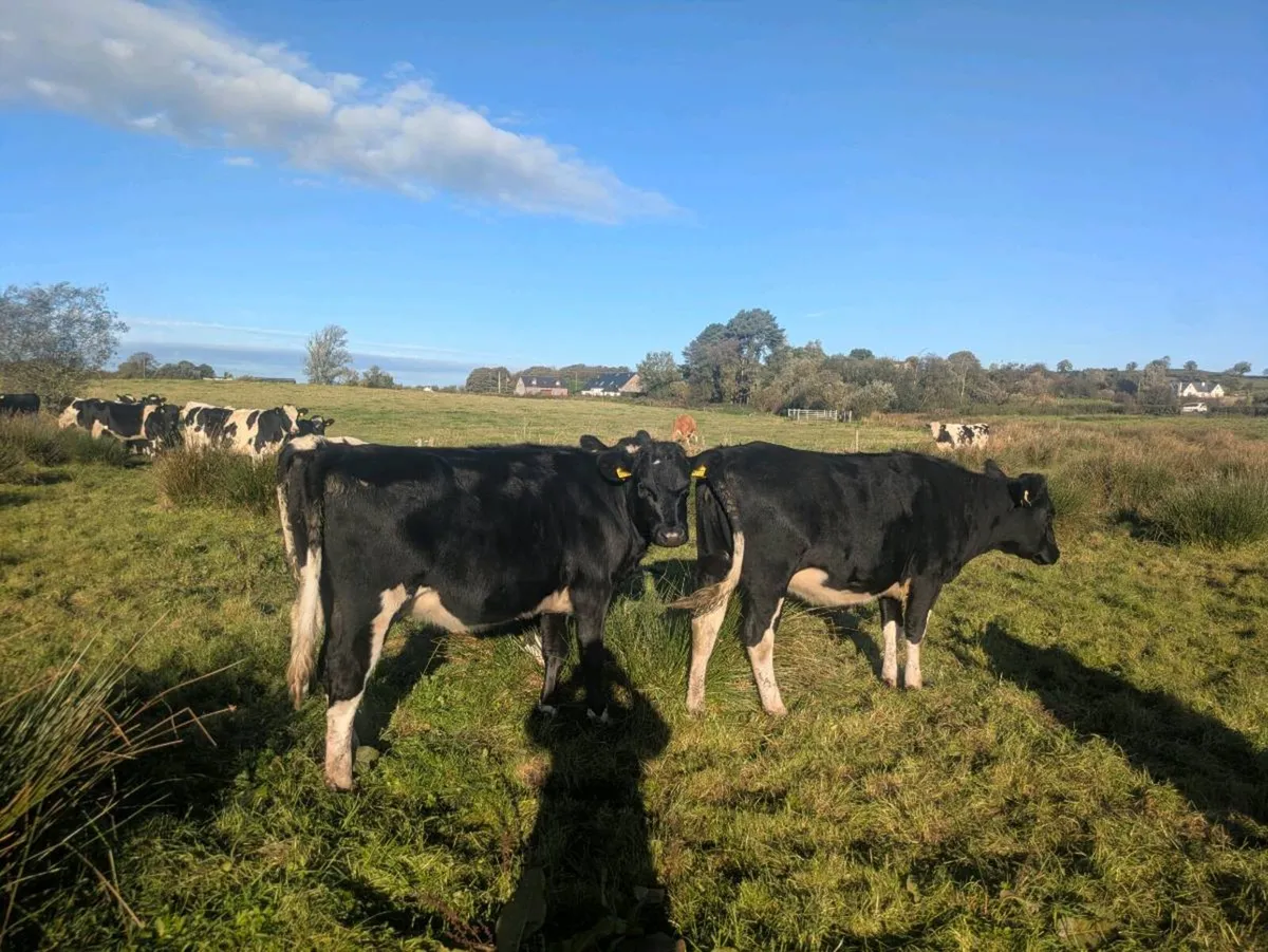 Fresian Heifers - Image 4