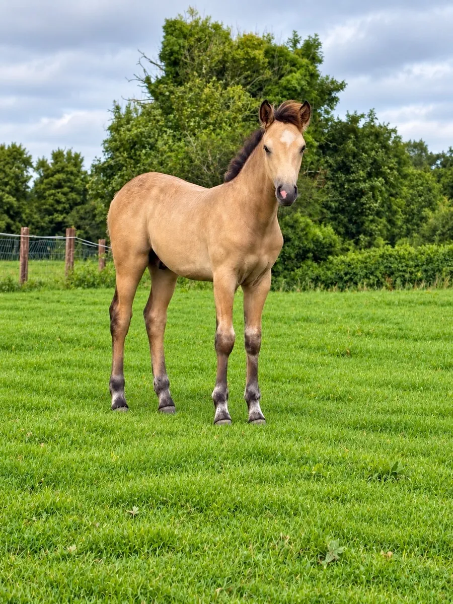 Lot 837 Sunday Colt foal by Gwennic de Goariva - Image 1