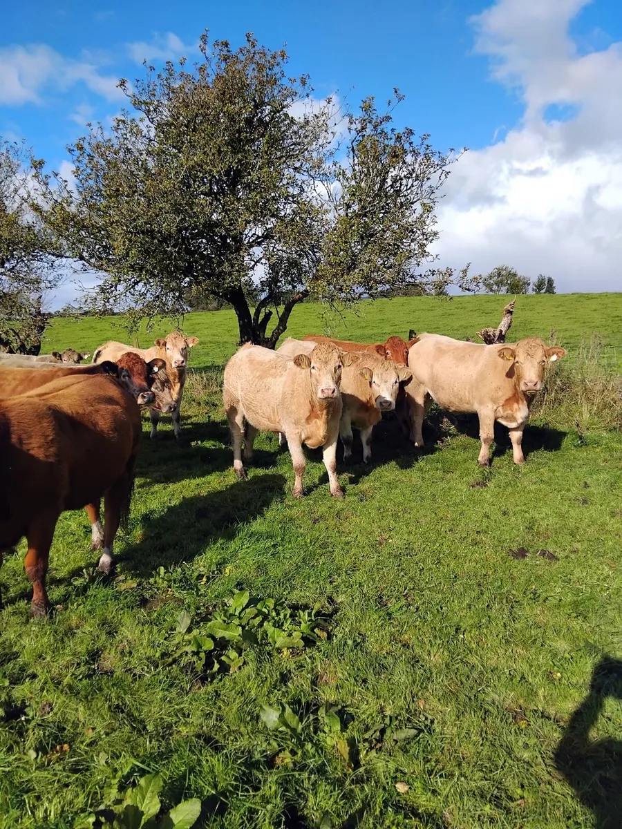 JOHN FITZPATRICK’S INAUGURAL IN-CALF HEIFER SALE - Image 2